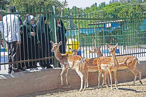 ۸ نوع حیوان وحشی از باغ وحش ارومیه فراری شدند