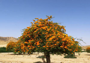 گلدهی درختان انار شیطان در بستک