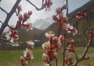 طبیعت بهاری روستای «ورک» + تصاویر