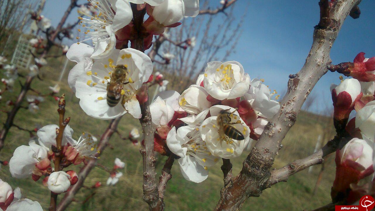 طبیعت بهاری روستای &laquo;ورک&raquo; + تصاویر