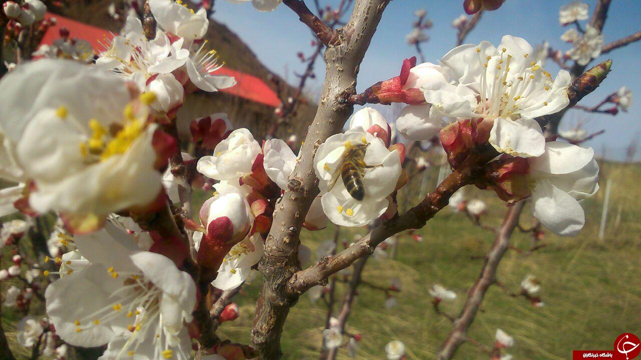 طبیعت بهاری روستای &laquo;ورک&raquo; + تصاویر