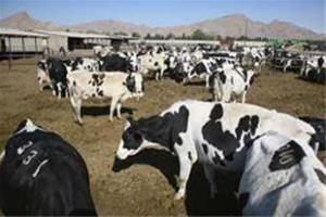 ۱۴ رأس گاو شیرده در تسوج براثر وقوع طوفان تلف شدند