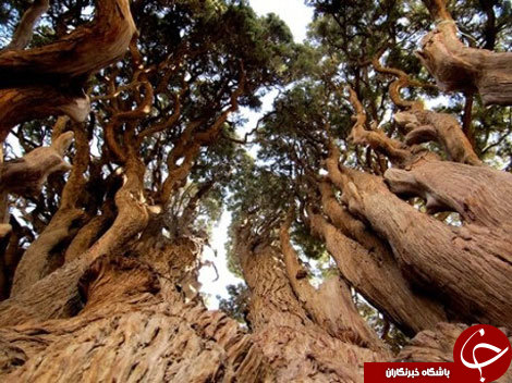 نوروز در یزد؛ از مسن ترین درخت جهان تا زیارتگاه چک چک اردکان +تصاویر و شناسه مسیرها