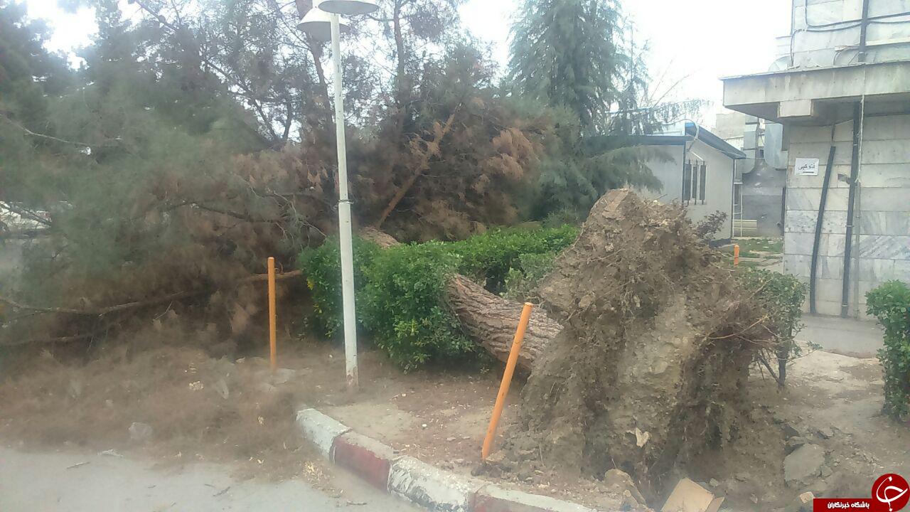 سقوط درخت در اثر طوفان شدید در ارومیه + عکس