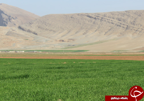 قرارگیری ۶۳ هزار هکتار از اراضی کشاورزی خرم‌آباد زیر کشت گندم و جو