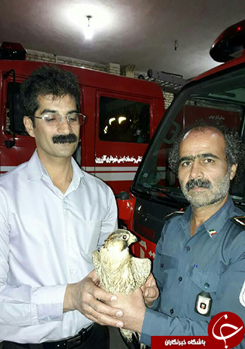 رهاسازی پرنده شاهین در طبیعت + عکس