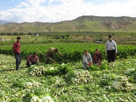 برداشت نوبرانه کرفس از زمین های کشاورزی شهرستان طارم