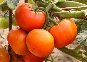 آغاز نشای گوجه فرنگی درشهرستان طارم