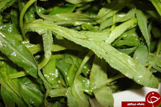 دنیای رنگین غذاهای سنتی کرمانشاه+ تصاویر
