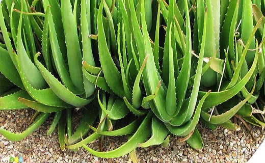 گیاهی برای درمان ایدز/ افزایش افسردگی با آلرژی/ راهکارهای مقابله با فشار خون بالا/ افزایش احتمال ایست قلبی با این دارو