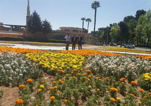 ایجاد فضای فرش گل ۲ هزار متری در شیراز