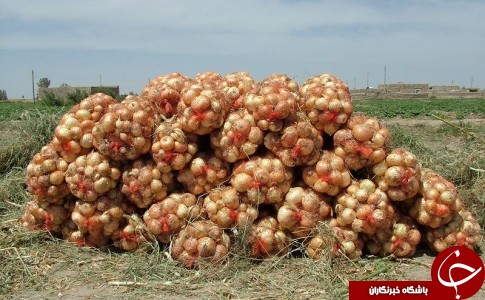 پیازهایی که اشک کشاورزان را در آورد / گوجه هایی که مفت هم نمی خرند