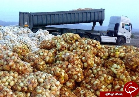 پیازهایی که اشک کشاورزان را در آورد / گوجه هایی که مفت هم نمی خرند