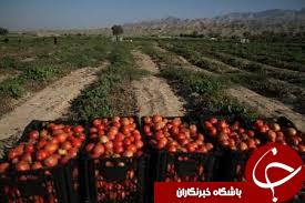 پیازهایی که اشک کشاورزان را در آورد / گوجه هایی که مفت هم نمی خرند