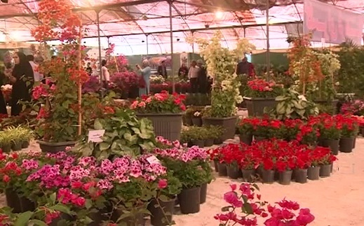 سفر به هلند ایران در ایام نوروز
