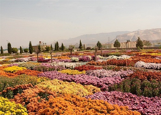 سفر به هلند ایران در ایام نوروز