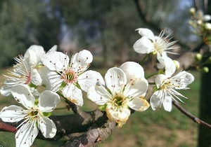 پیش بینی وزش باد نسبتاً شدید در چهارمحال و بختیاری