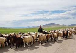 ارزش تولیدات عشایر استان ایلام بالای ۸۰۰ میلیارد تومان در سال است