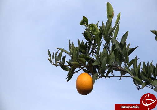 میوه شب عید با طعم ارزانی، سوغاتی از مازندران + فیلم