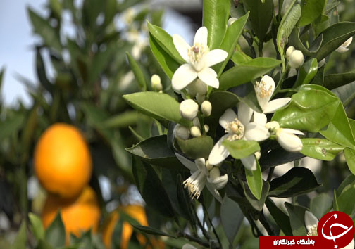میوه شب عید با طعم ارزانی، سوغاتی از مازندران + فیلم