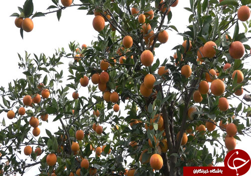میوه شب عید با طعم ارزانی، سوغاتی از مازندران + فیلم