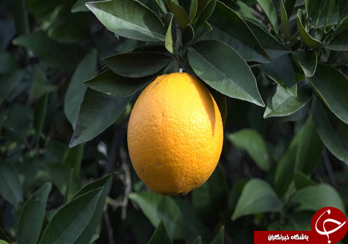 میوه شب عید با طعم ارزانی، سوغاتی از مازندران + فیلم