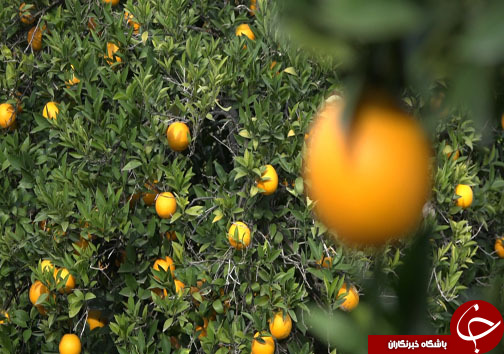 میوه شب عید با طعم ارزانی، سوغاتی از مازندران + فیلم