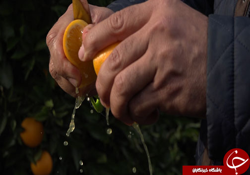 میوه شب عید با طعم ارزانی، سوغاتی از مازندران + فیلم