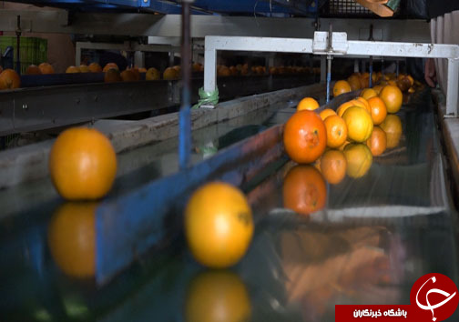 میوه شب عید با طعم ارزانی، سوغاتی از مازندران + فیلم