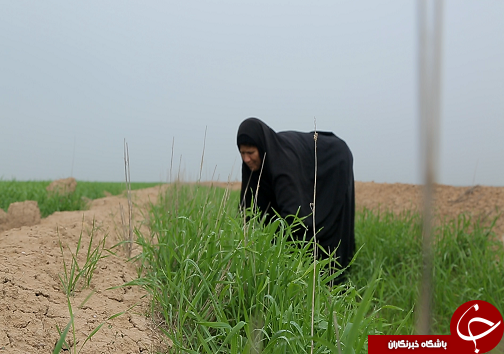 طرح ۵۵۰ هزار هکتاری، راهکاری برای احیای اراضی و اشتغال زایی