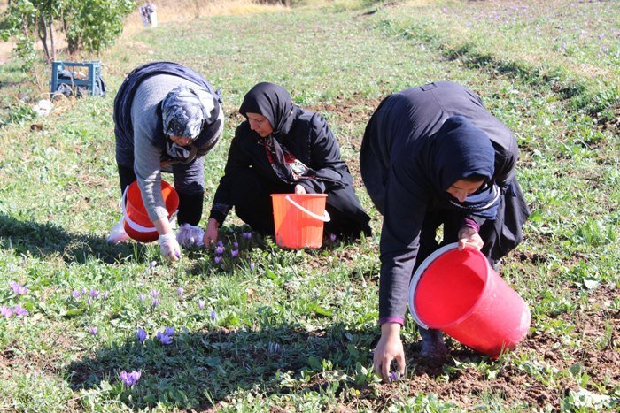 زعفران؛به نام ایران به کام افغانستان