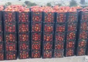 برداشت گوجه فرنگی در روستای باغان + فیلم