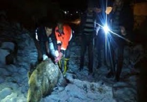 نجات یک قلاده خوک توسط محیط بانان در مشگین شهر