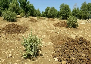 ۲۰۶ هکتار از اراضی ملی بروجرد خلع ید شد