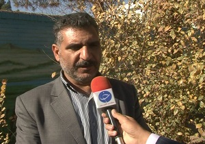 کشت گیاه کلزا در بیش از ۴۵۰ هکتار از اراضی کشاورزی استان