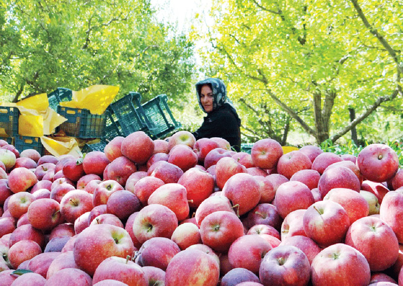 مشکلی در تنظیم بازار سیب شب عید نداریم