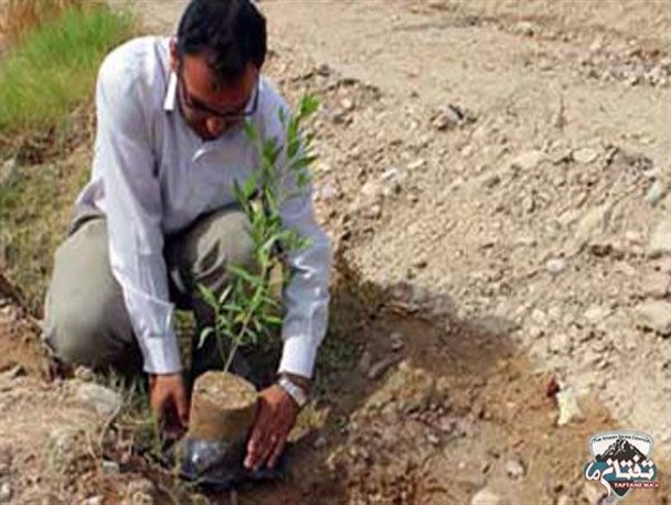 کاشت نهال در ۱۲۰ هکتار از مراتع سربیشه