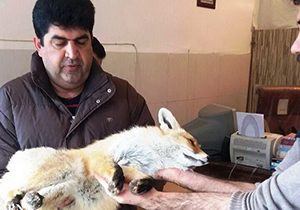زخمی شدن یک روباه بر اثر تصادف جاده‌ای در پیرانشهر