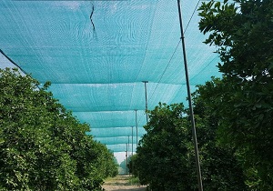 اجرای سایبان بر روی باغات، مخاطرات عوامل قهری را کاهش می دهد/مجوز اجرای سایبان‌های باغی برای ۱۳۵ هکتار از باغات استان صادر شد