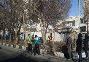 ممنوعیت قطع یا هرس کردن درختان بدون اجازه شهرداری