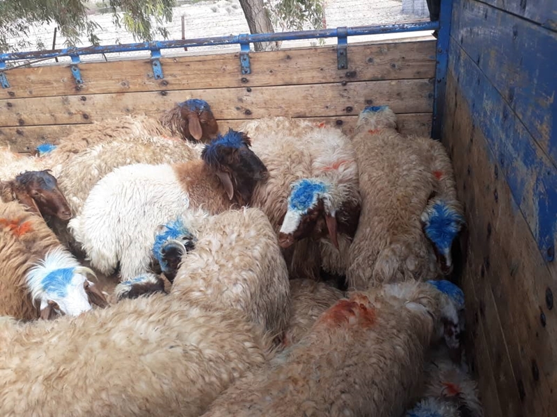 کشف ۶۵ راس گوسفند قاچاق در فارس