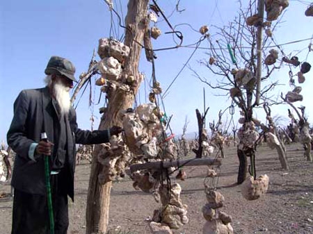 ماجرای باغ&zwnj;سنگی مرموز در کرمان + تصاویر
