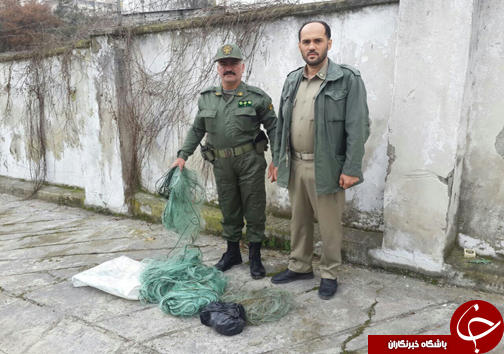 تخریب ۴ رشته دام هوایی در آمل +تصاویر
