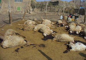 حمله گرگ به گوسفندان روستای علی‌گل بجنورد