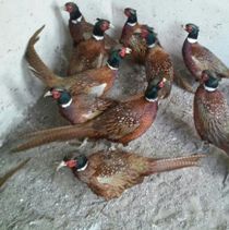 دستگیری شکارچی قرقاول در ابهر
