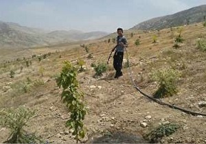 احیاء بیش از ۱۶ هزار هکتار از مراتع در طرح ترسیب کربن