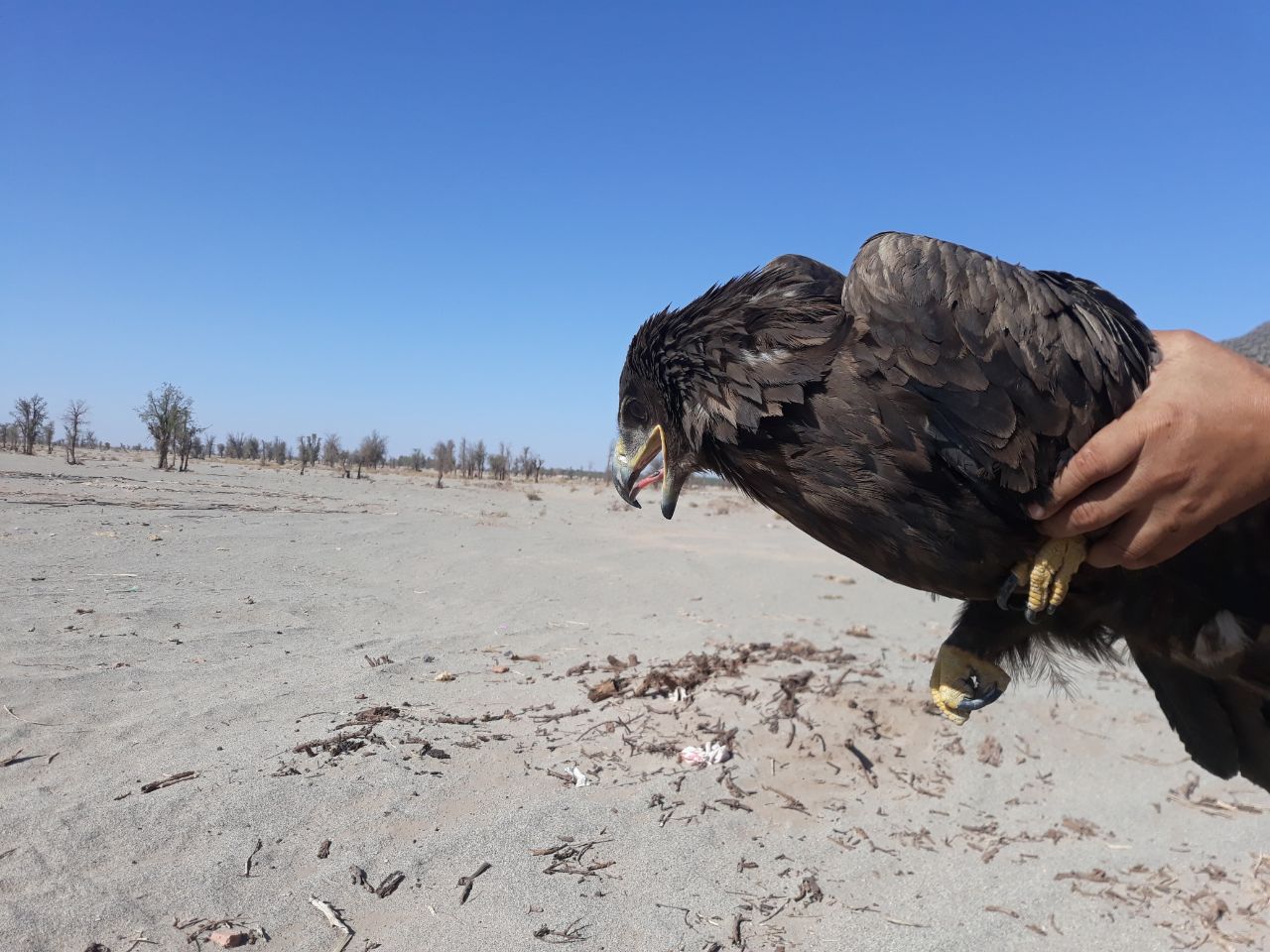 عقاب طلایی به خانه اش برگشت