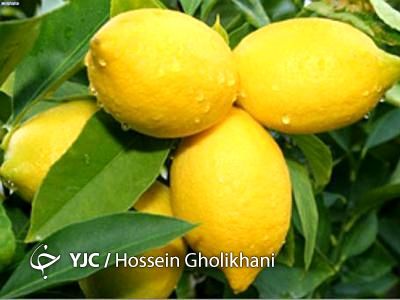 رکورد تولید لیمو ترش در قیروکارزین شکسته شد