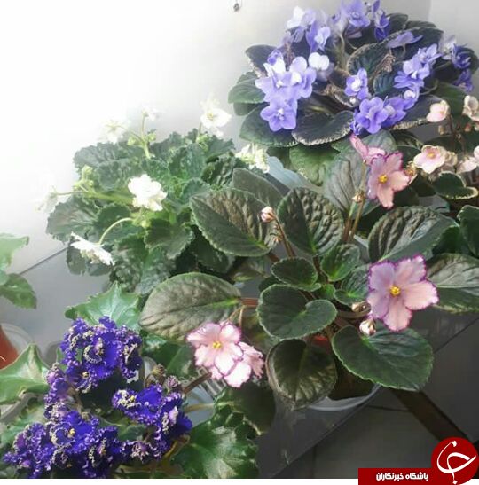 بنفشه آفریقایی گلی با رنگ های متنوع/ با روش نگهداری و تکثیر بنفشه آفریقایی آشنا شوید