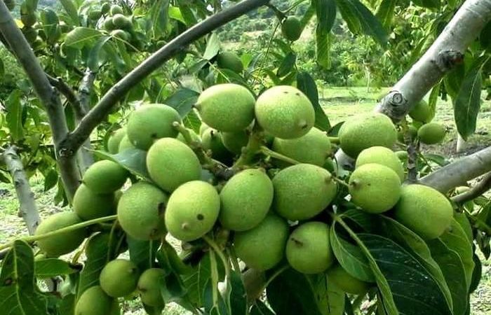 باغدار تویسرکانی، گردوکار برتر کشور